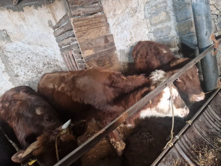 Продам бычков откорм