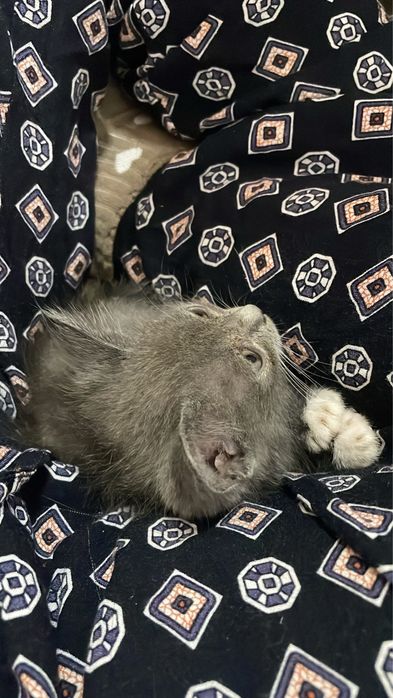 СРОЧНО отдам котенка