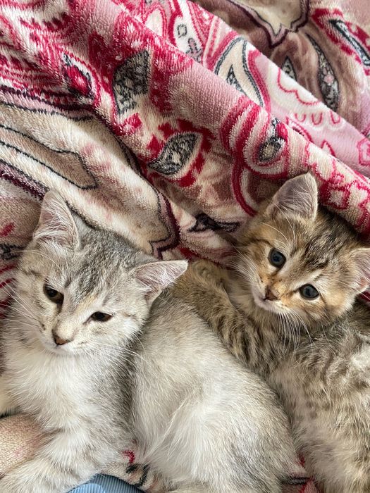 Кошка бесплатно домашний