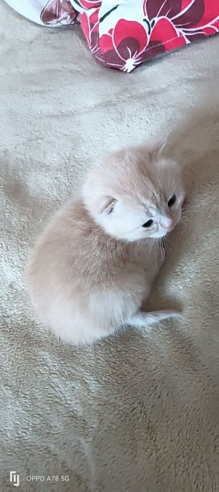 Продам котят шотландских