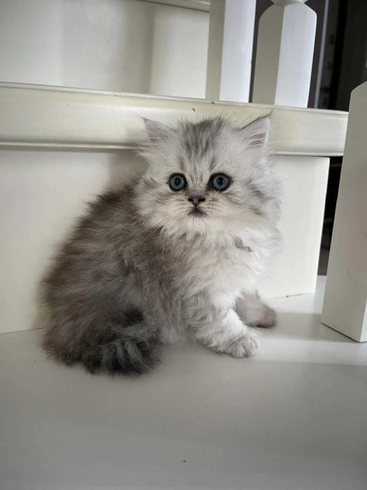 продается котенок Британский длинношерстный