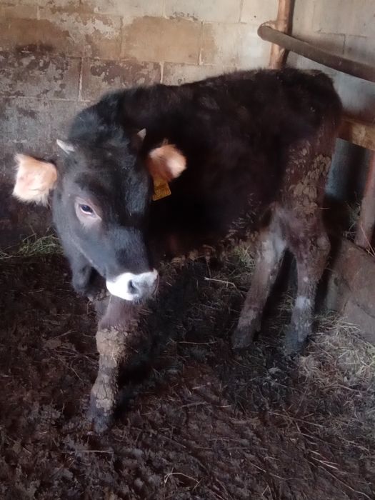 Срочно сатылады. Продаётся тёлочка