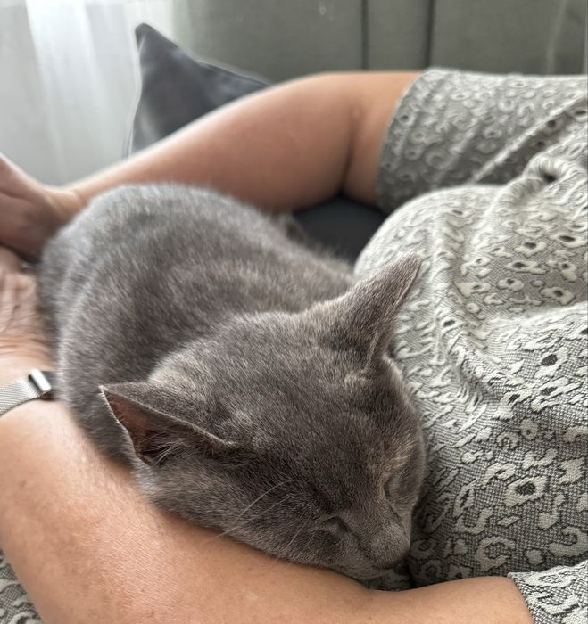 Нежно коте, кастрирано, безплатно