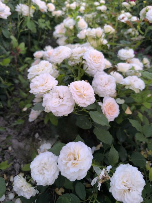 Atirgullar sotiladi tomiri oʻq tomir emas  nozik emas yaxshi boʻlgan