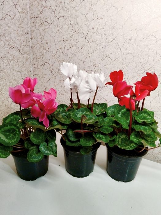 Цикламены комнатные цветы