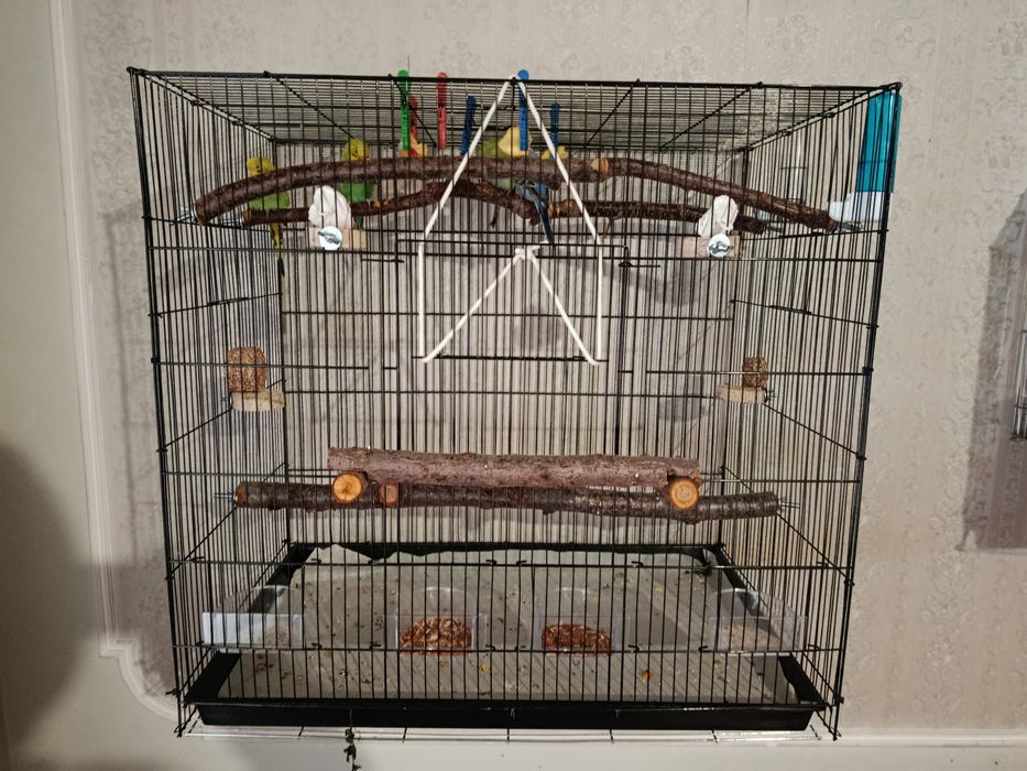 2 пара волнистий, 1 пара карелла