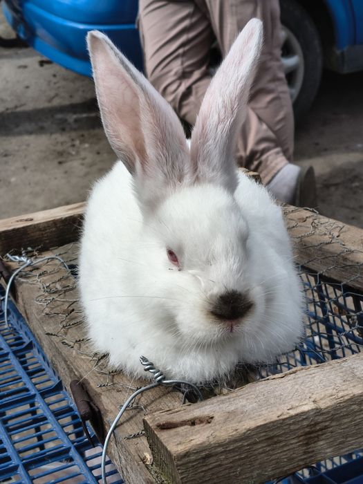 Iepuri haycole,californian