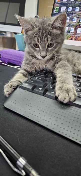 Котенок мальчик привитый