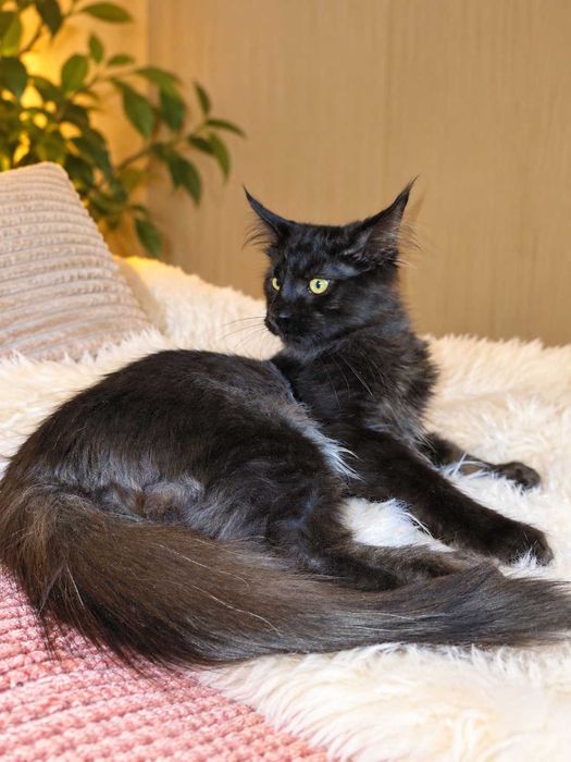Panteră de casă: 0% pericol, 100% grație. Maine Coon negru solid cu acte,Lynx Rune Code