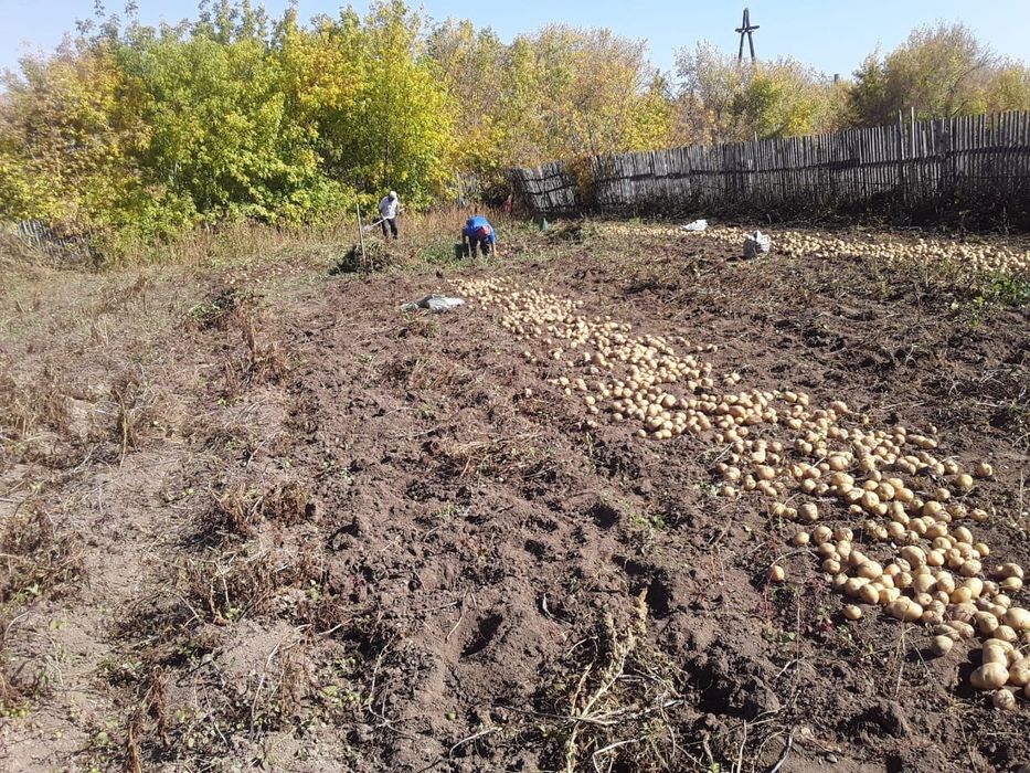 Картофель картошка