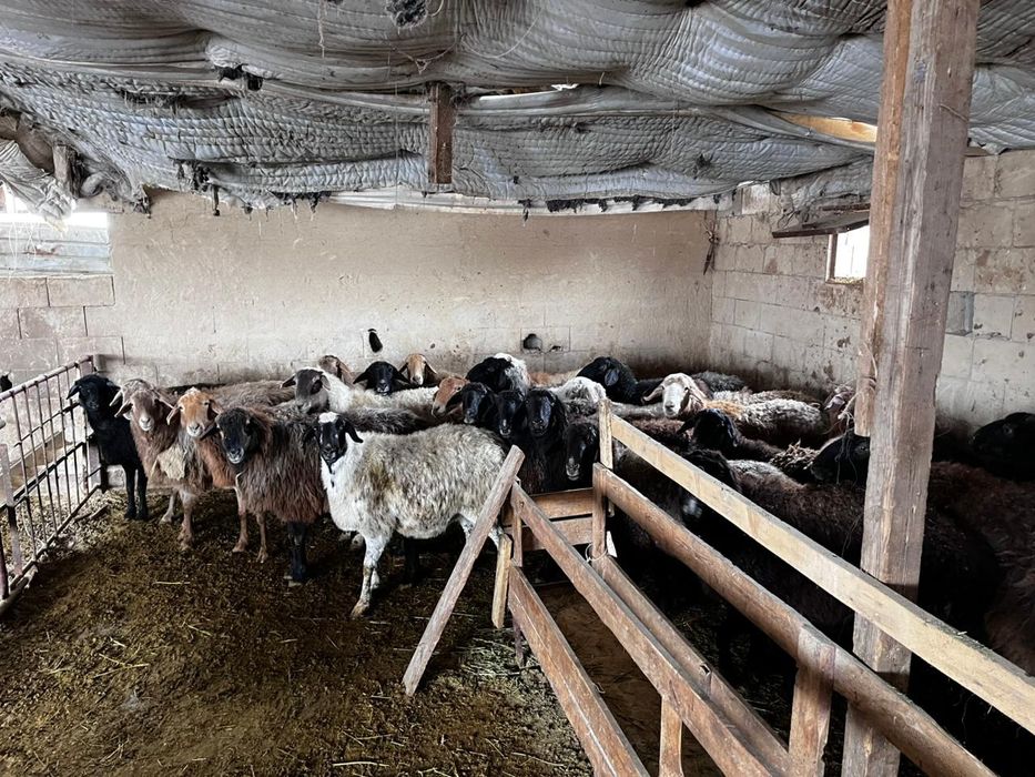 Семіз тоқты, саулықтар сатылады