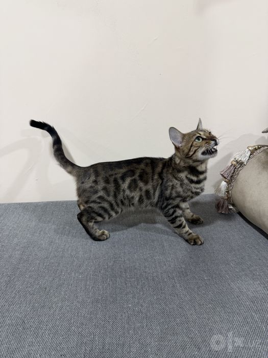 Bengal mushugi 1 yosh, qiz bola