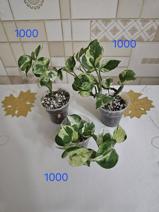 Филодендрон и хойи в наличие