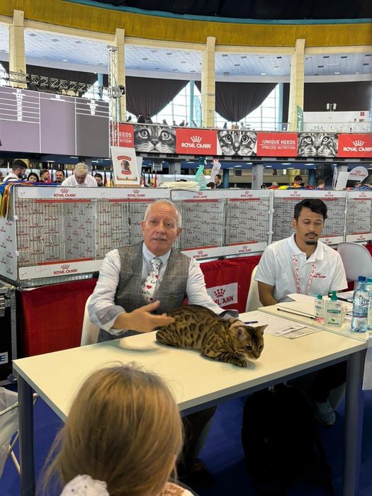 Vindem pisica rasa Bengal cu pedigree