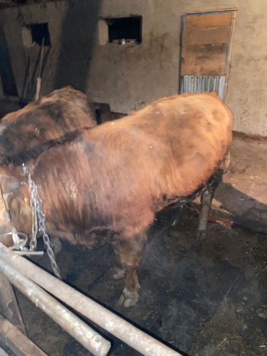 Бычок продажа откорма