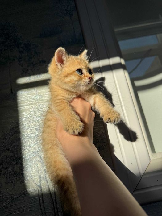 Чистокровные котята Шиншиллы (Британец + Шотландка) 2 мес