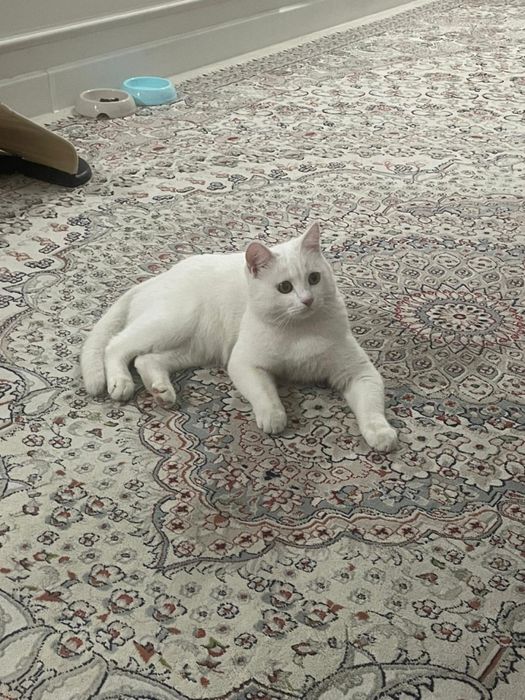 Котенок-мальчик , 9 месяцев