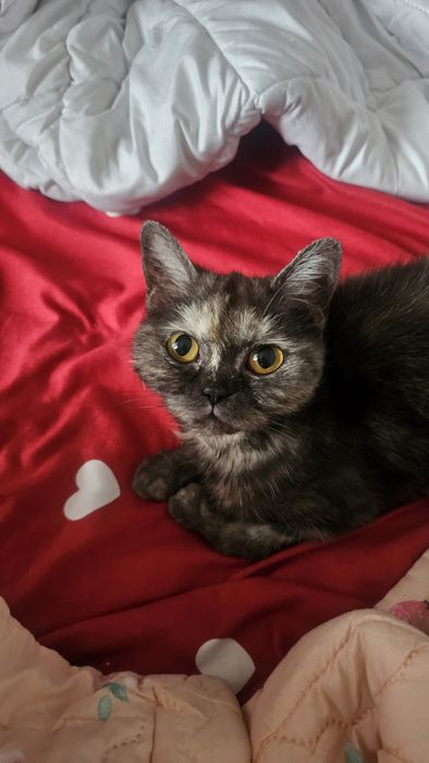 Отдам кошку в добрые руки бесплатно