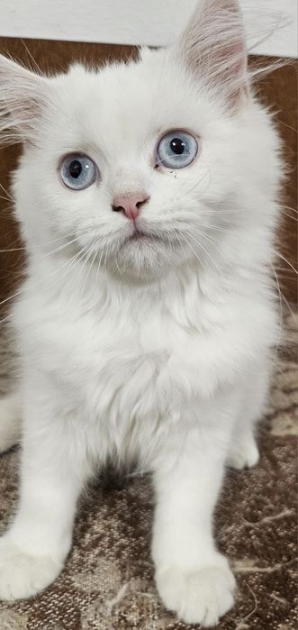 Две персийски котенца