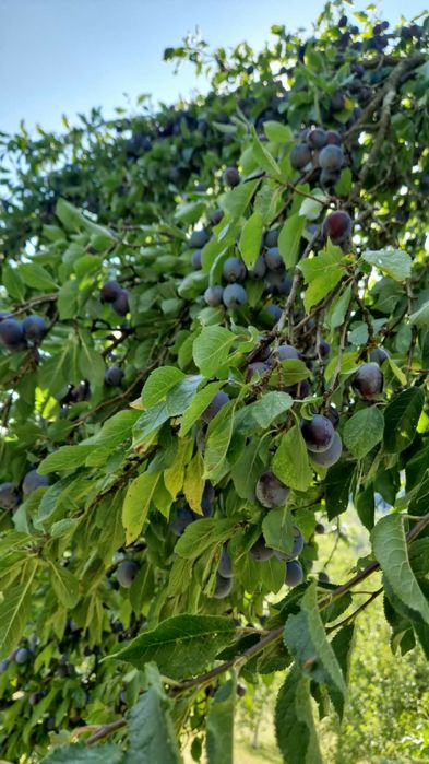 Prune de vânzare