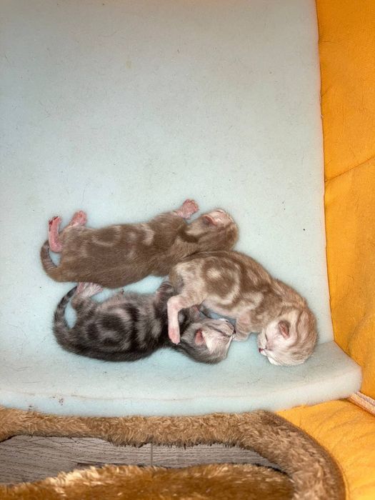 Вислоухие шотландцы