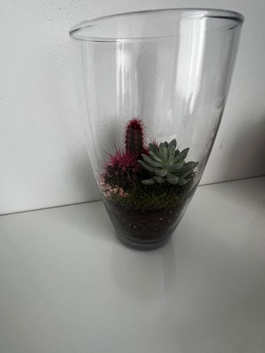 Aranjamente plante suculente