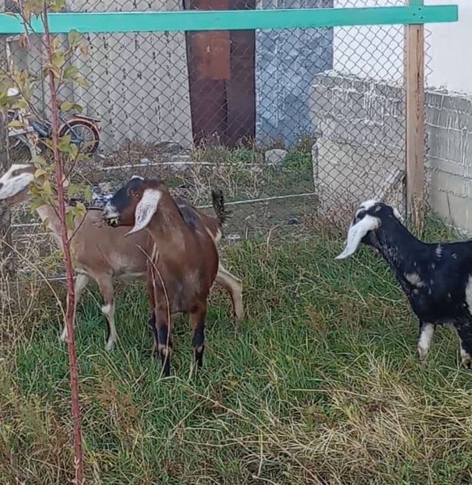 Англо нубиский Козы