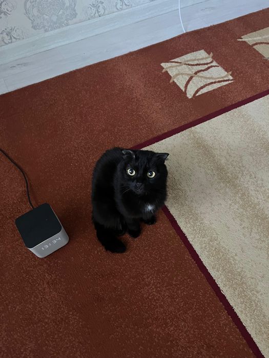 Шотландский вислоухий(кот)