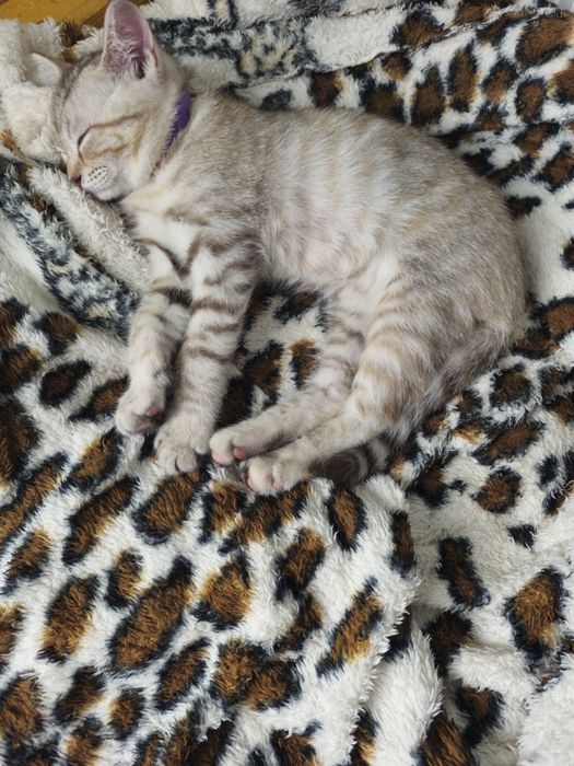 Котёнок в добрые руки.