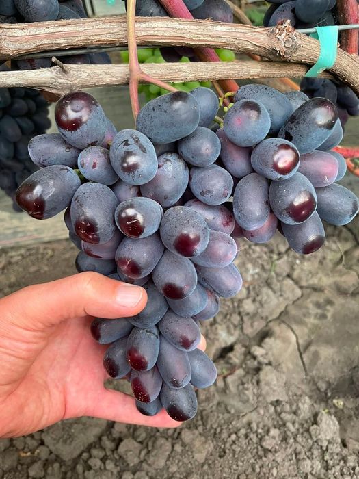 Podarok Nesvetaia vita de vie butasi anul 3