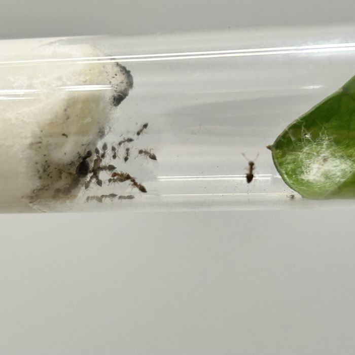 crematogaster binghamii, муравьи