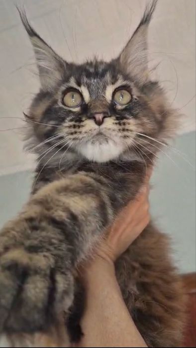 Мейн кун котята