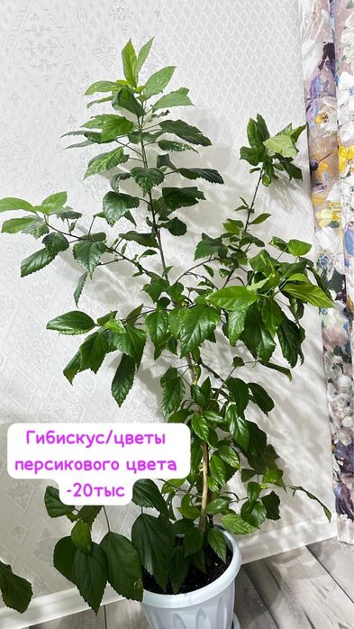 Фикус и Гибискус цвета персик