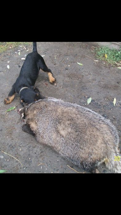 Ягдтерьер и Фокстерьер.