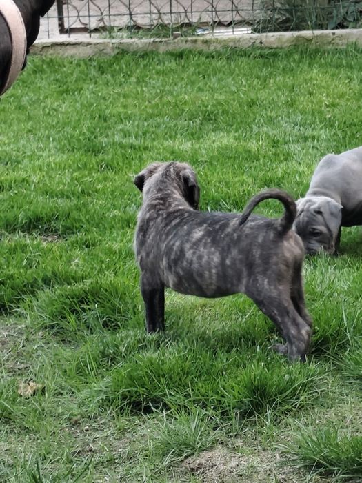 Бебета Кане Корсо