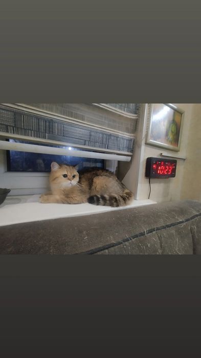 Шикарный кот на вязку