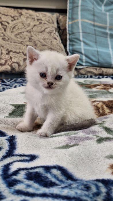 Белый шотландский котенок
