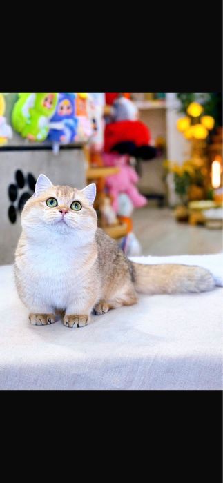 Вязка Манчкин Munchkin