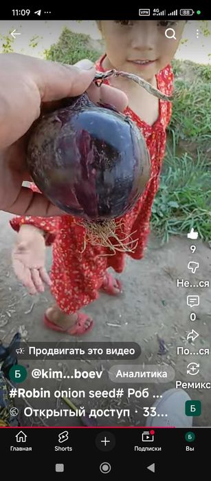 Семена лука сорт рубин