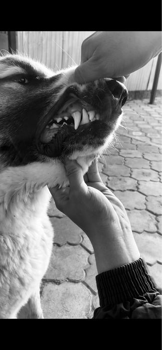 Тобет 8,5месяц алабай