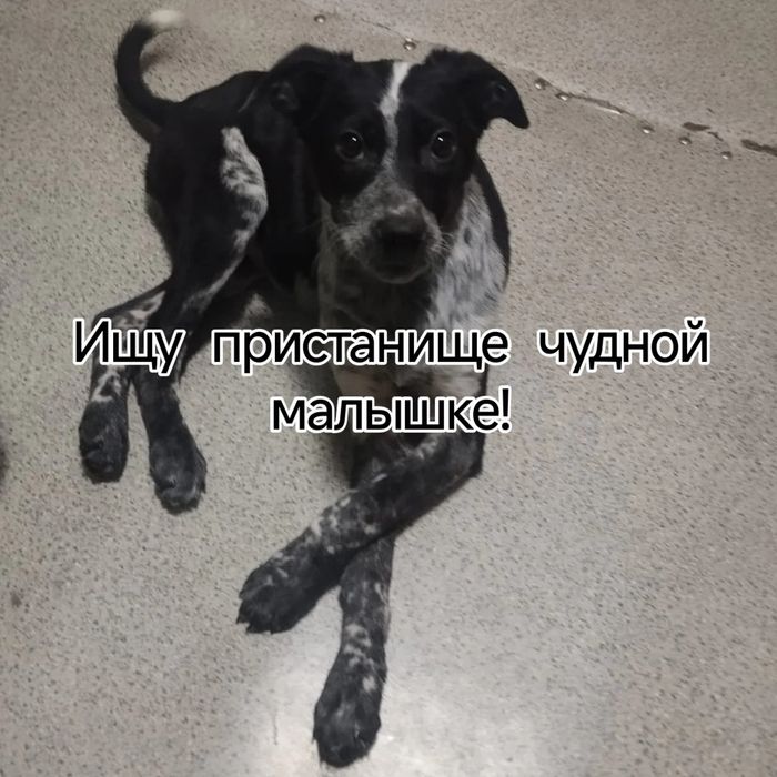 Отдам щенка в надёжные руки