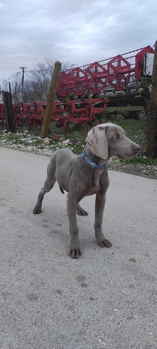 Ваймаран мъжко 7 месеца