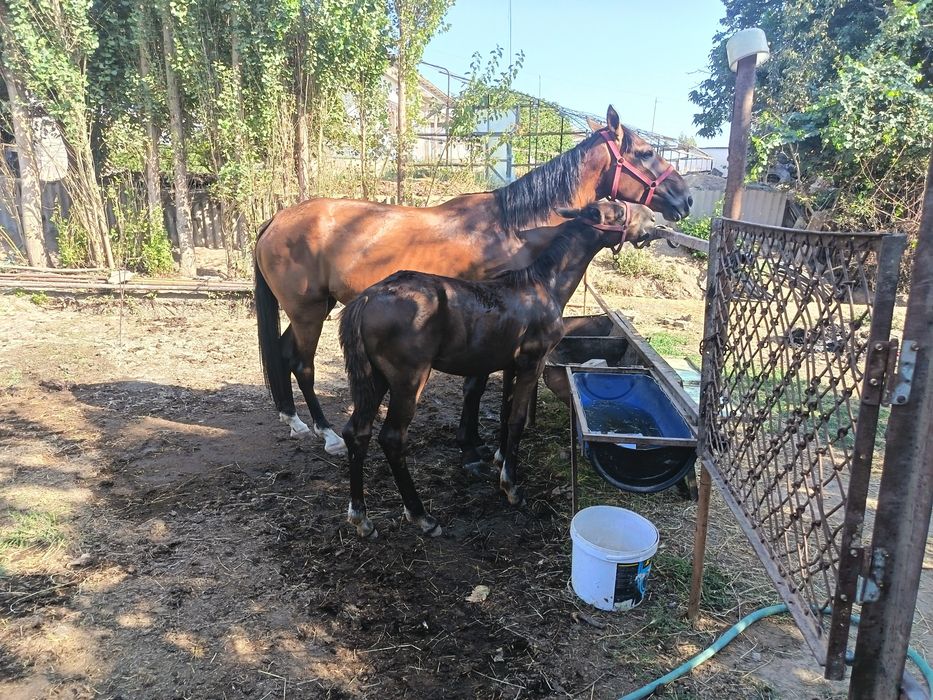 От она бола Дагестан зот