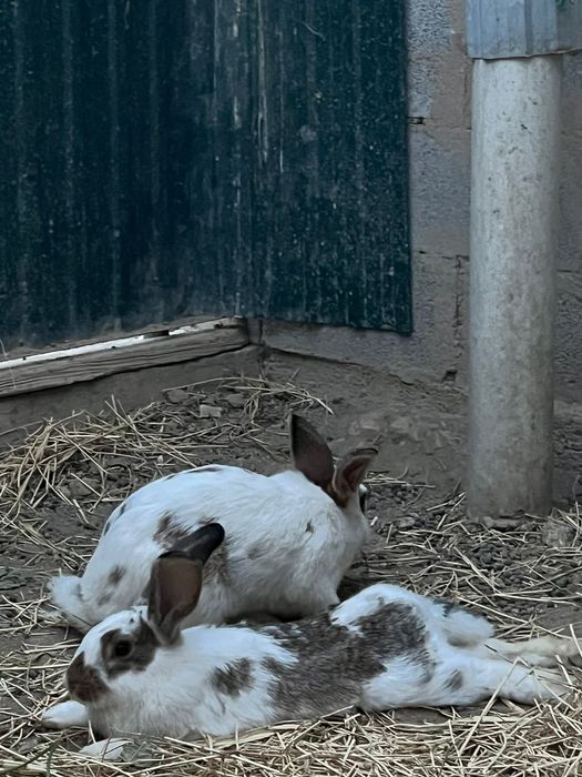 крольчата 3месеца