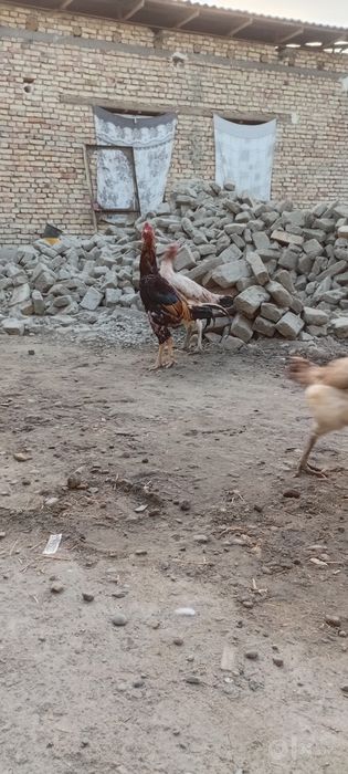 Товуклар сотилади
