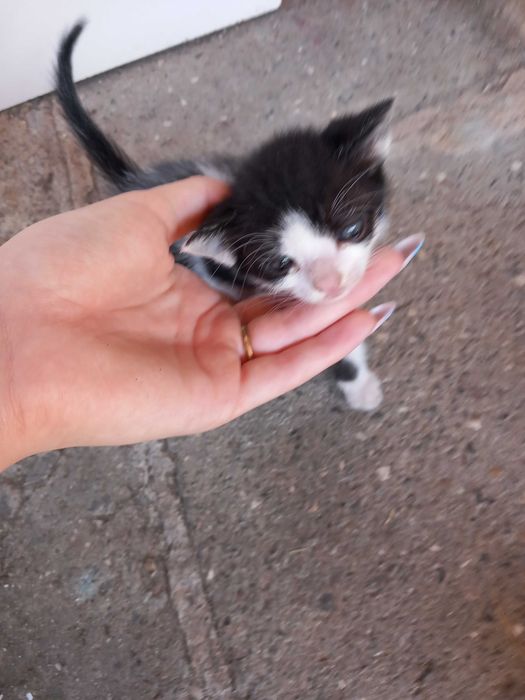Подаряват се малки котета