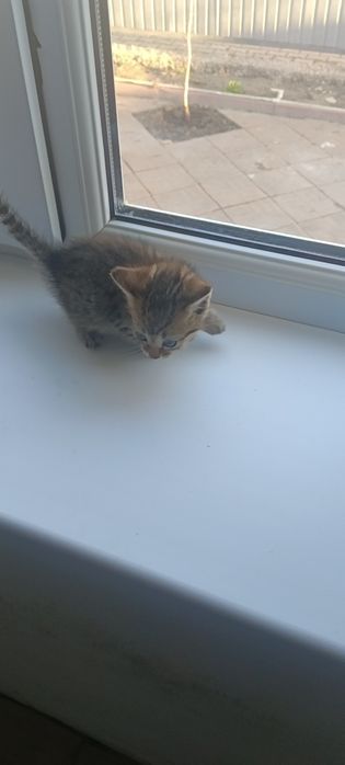 Отдам котенка Британка