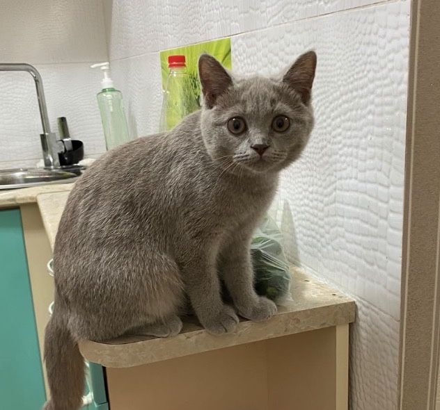 Продам котёнка шотладнского