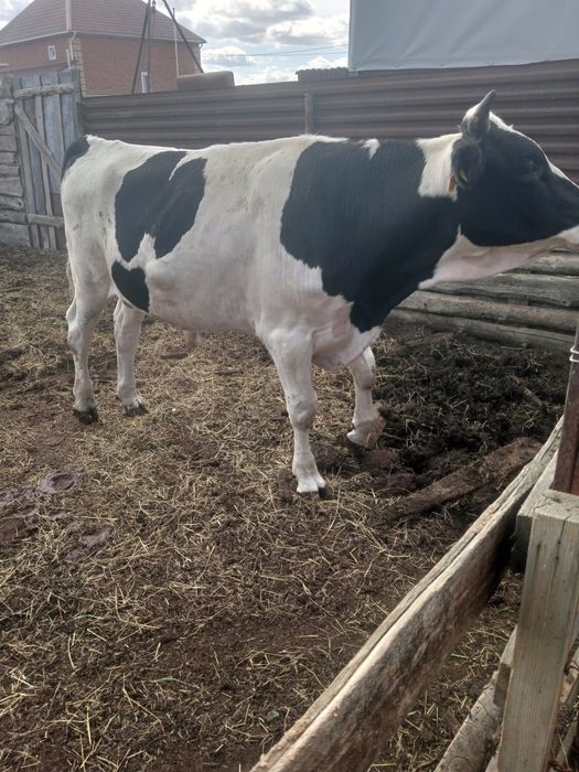 Продам бычка с откорма,на племя.