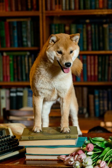 Сиба Ину кобель для вязки